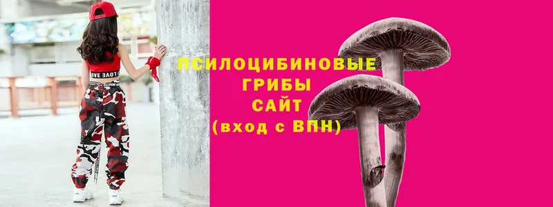 Псилоцибиновые грибы Cubensis  где продают   Советский 